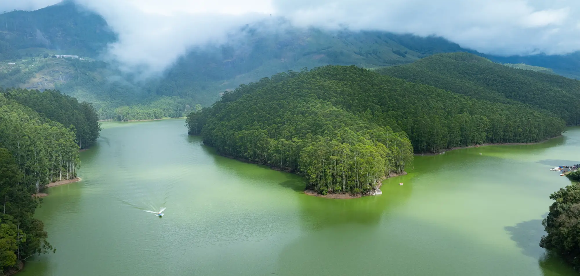 Tall Trees, Munnar
