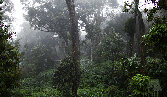 Tall Trees, Munnar