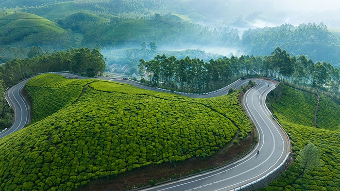 Tall Trees, Munnar