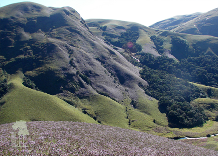 Tall Trees, Munnar