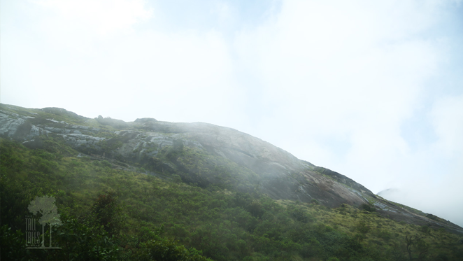 Tall Trees, Munnar