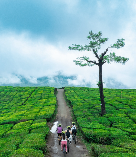 Tall Trees, Munnar