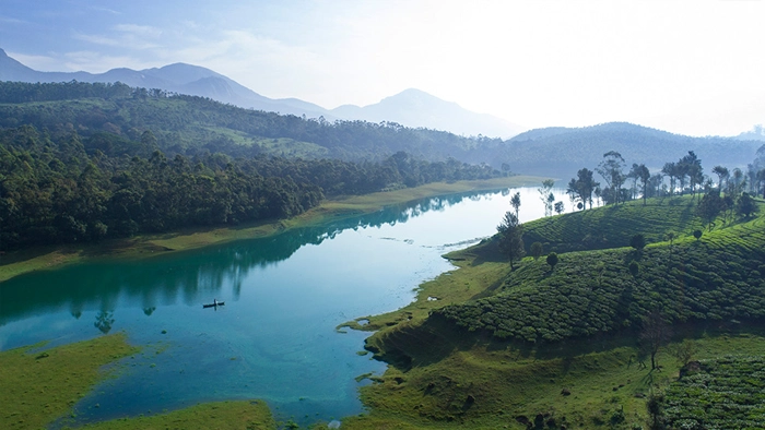 Tall Trees, Munnar