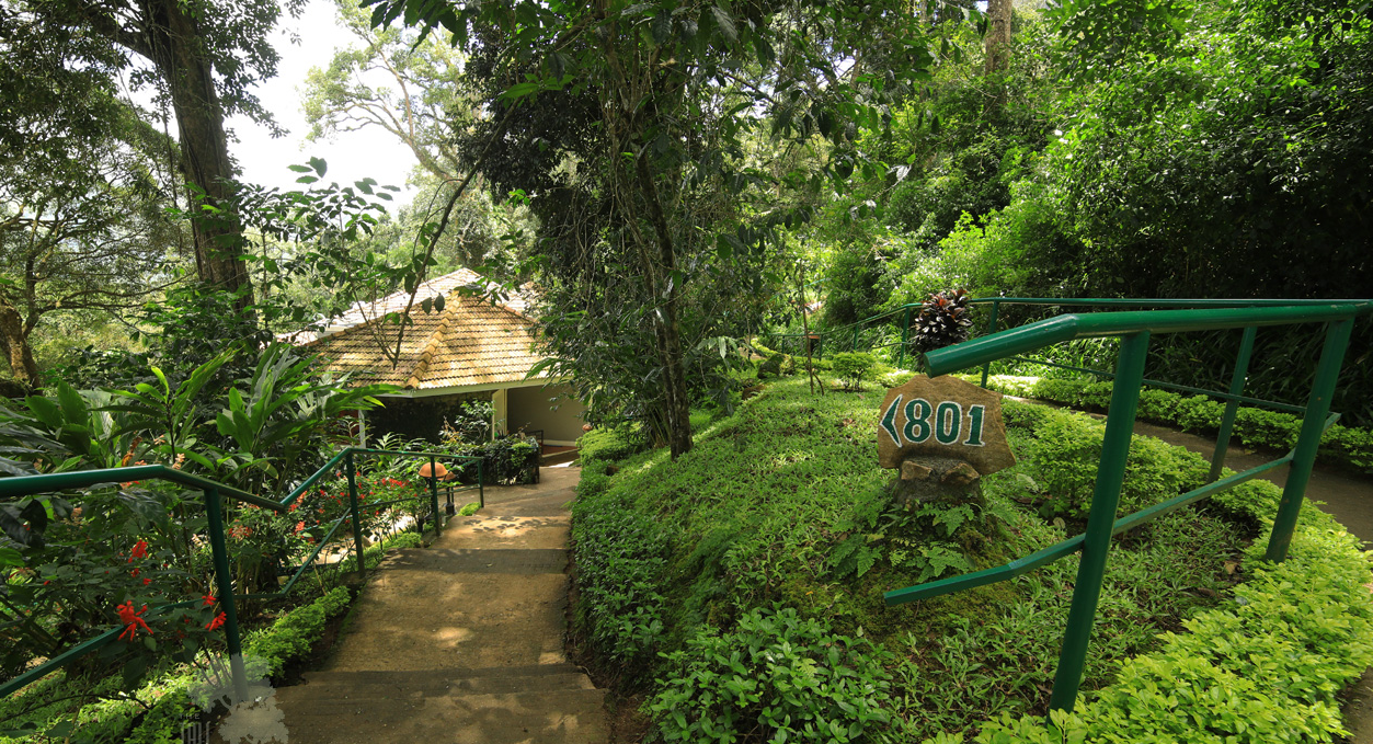 Tall Trees, Munnar