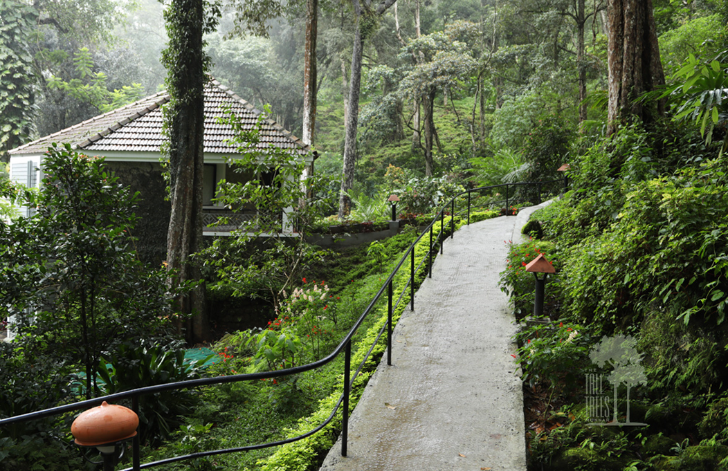 Tall Trees, Munnar