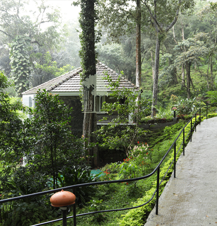 Tall Trees, Munnar