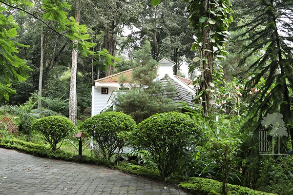 Tall Trees, Munnar