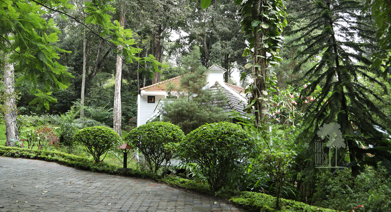 Tall Trees, Munnar